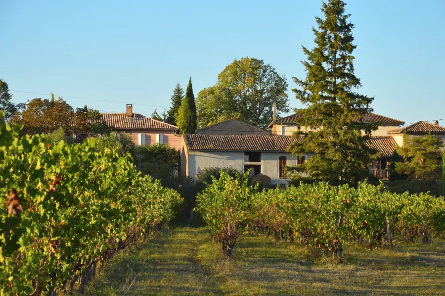 Allée de vignes à  L'Enclos des Songes