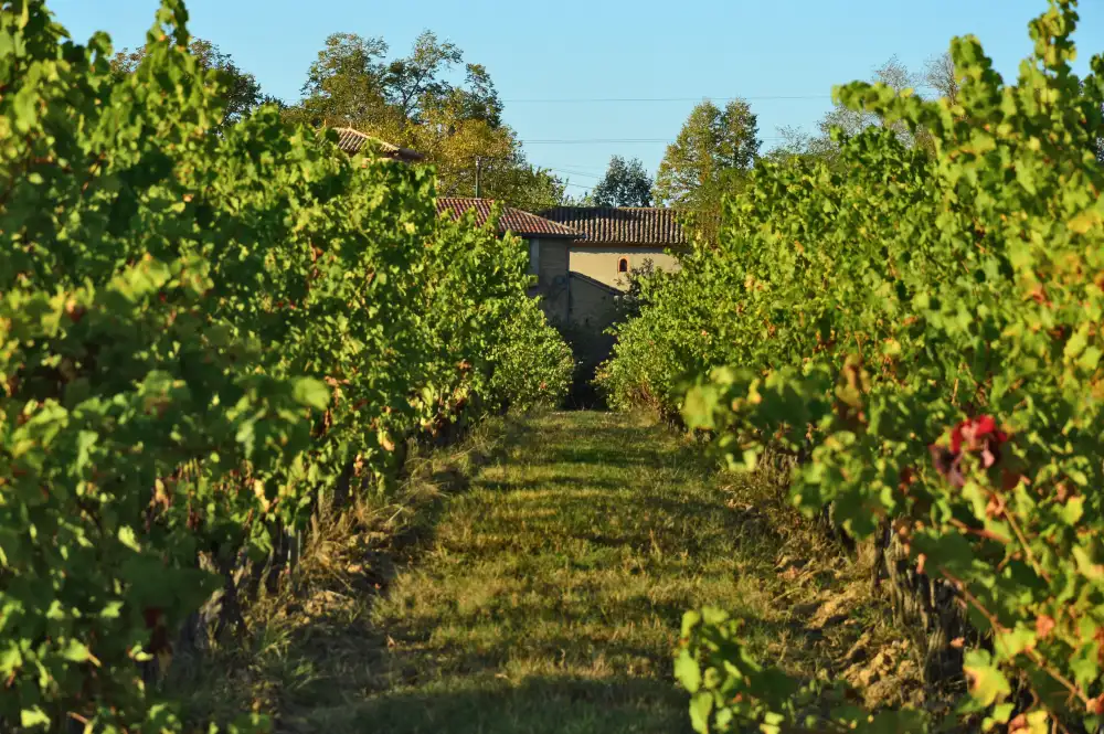 Allée de vignes à  L'Enclos des Songes